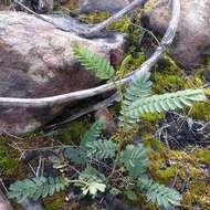 Image of Acacia constablei Tindale