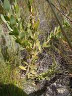 Image of Leucadendron nervosum Phillips & Hutchinson