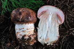 Image of Agaricus pattersoniae Peck 1907