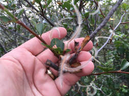 Image of Birch-leaf Mountain-mahogany