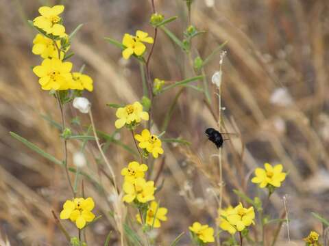 Sivun Calycadenia mollis A. Gray kuva