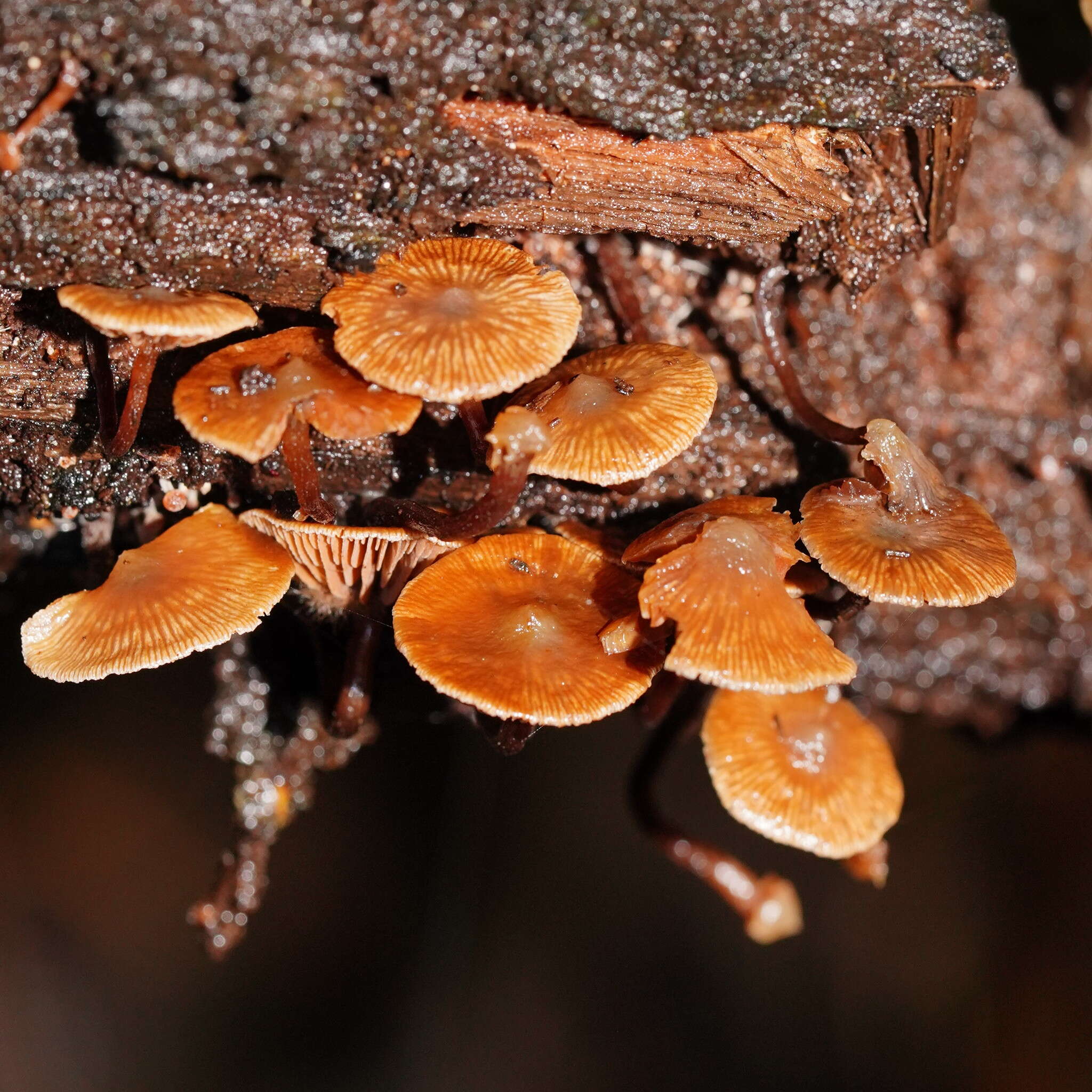 Imagem de Kuehneromyces brunneoalbescens (Y. S. Chang & A. K. Mills) J. A. Cooper 2014