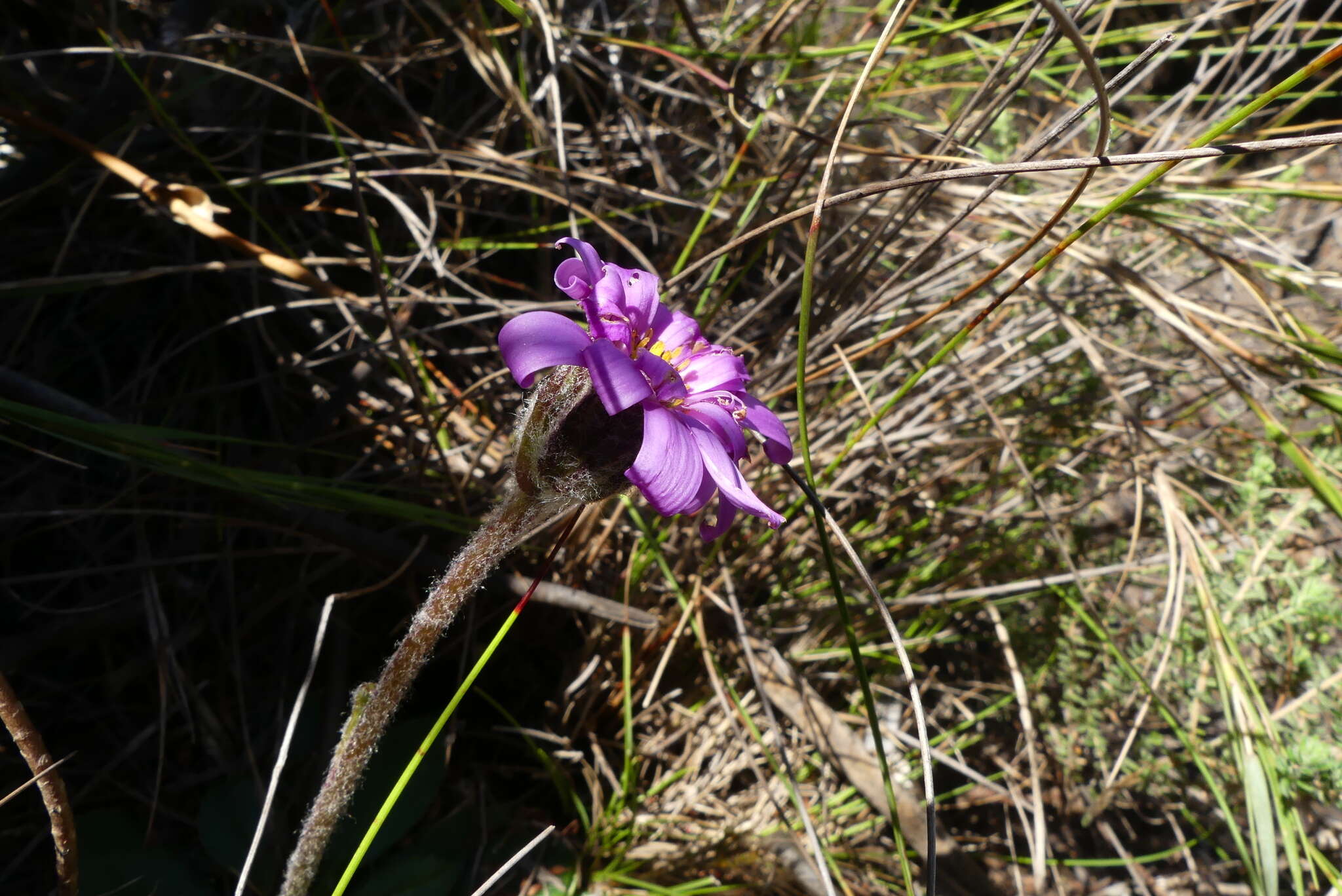 Image of Zyrphelis crenata (Thunb.) Kuntze