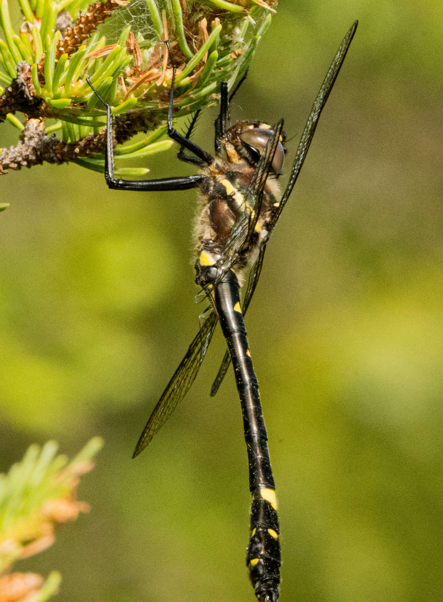 Image of <i>Macromia <i>illinoiensis</i></i> illinoiensis