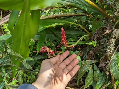 Image of Alpinia japonica (Thunb.) Miq.