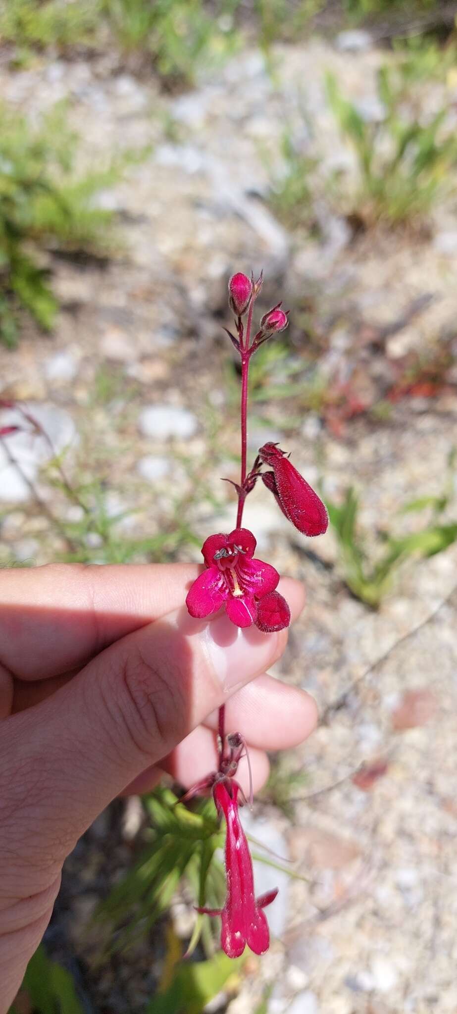 Image of Penstemon lanceolatus Benth.