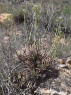 Image of Tylecodon wallichii subsp. wallichii