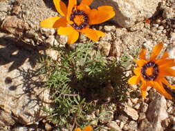 Image of Ursinia calenduliflora (DC.) N. E. Br.