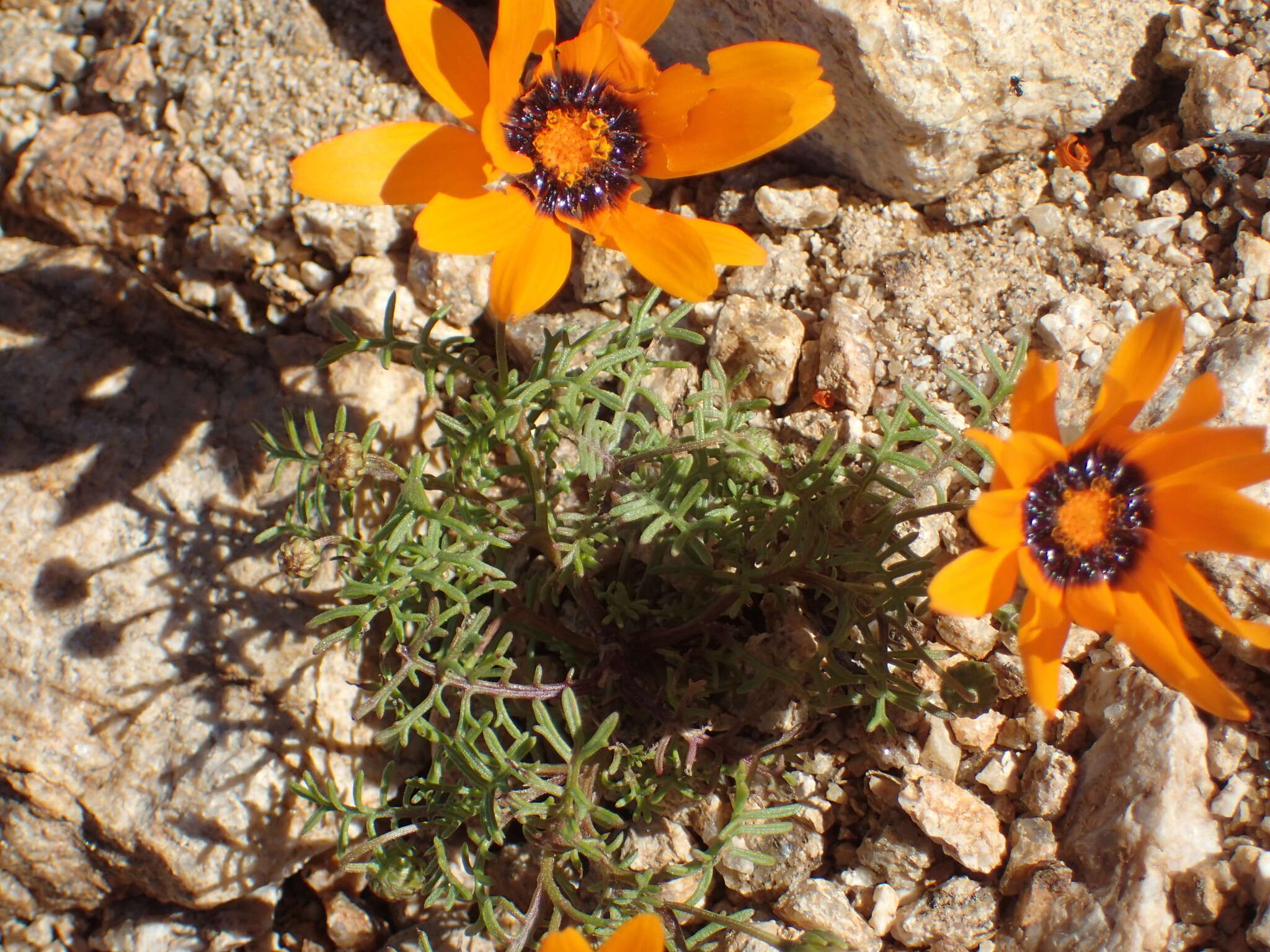 Image of Ursinia calenduliflora (DC.) N. E. Br.