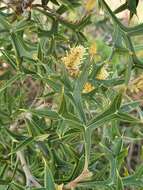 Image of Grevillea ramosissima subsp. ramosissima