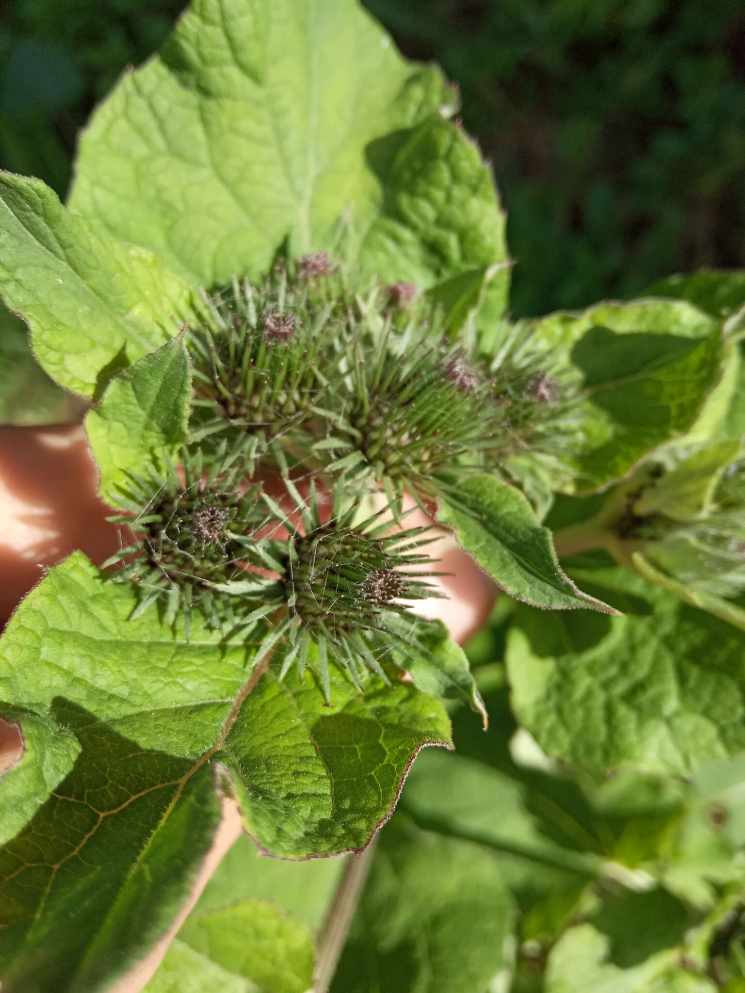 Image of Arctium ambiguum (Celak.) Nym.