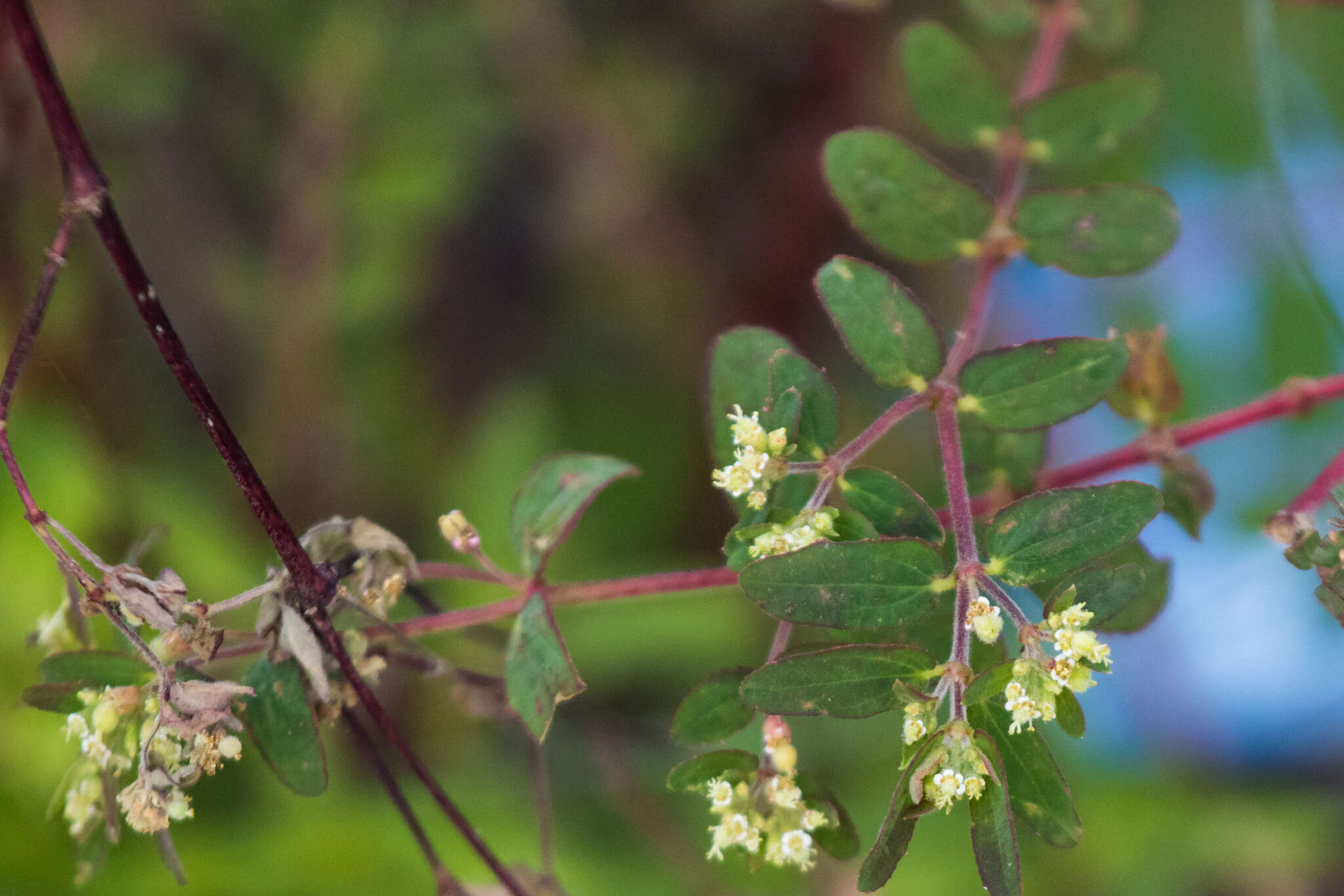 Euphorbia lasiocarpa Klotzsch的圖片