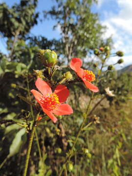 Image of Hibiscus shirensis Sprague & Hutchinson