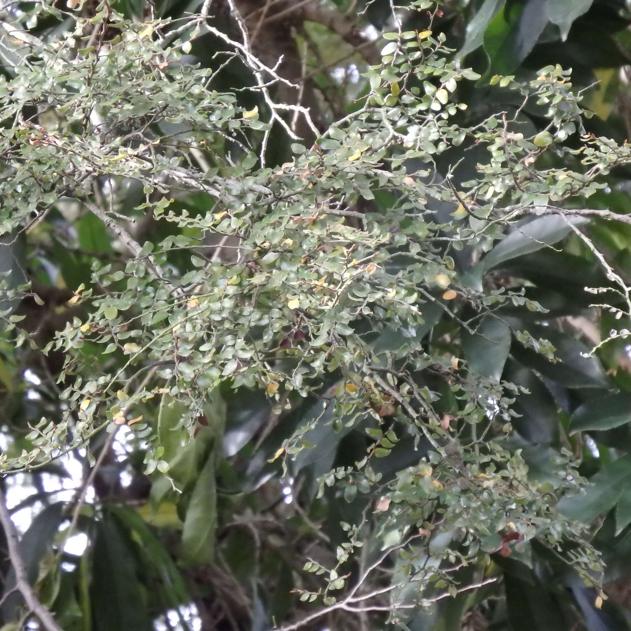 Image of Nothofagus solandri (Hook. fil.) Oerst.