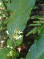 Image of Solanum oppositifolium Ruiz & Pav.