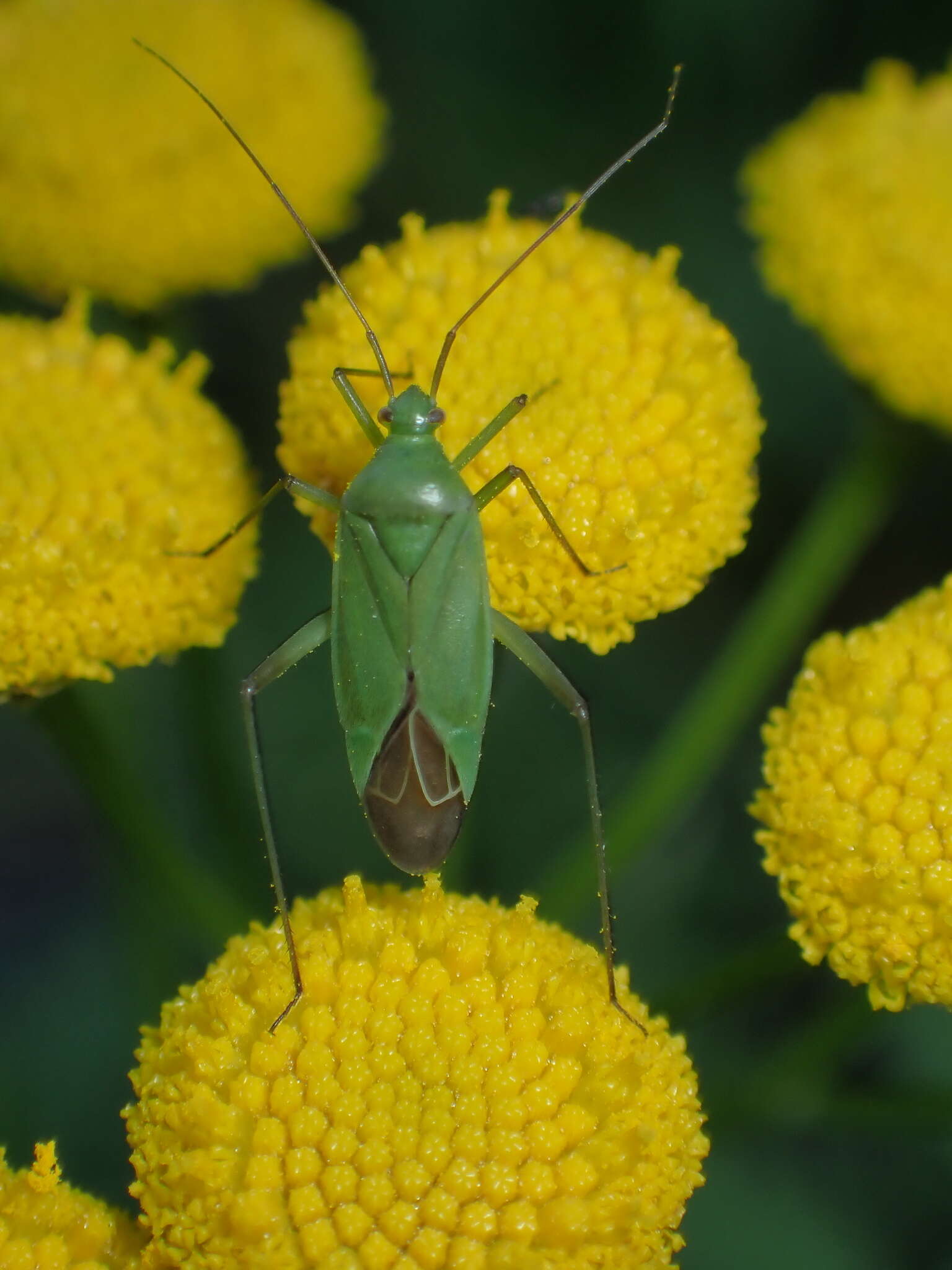 Image de Calocoris affinis (Herrich-Schaeffer 1835)