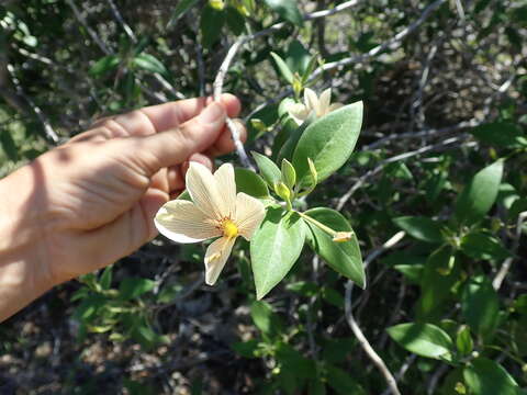 Image of Barleria puberula Benoist