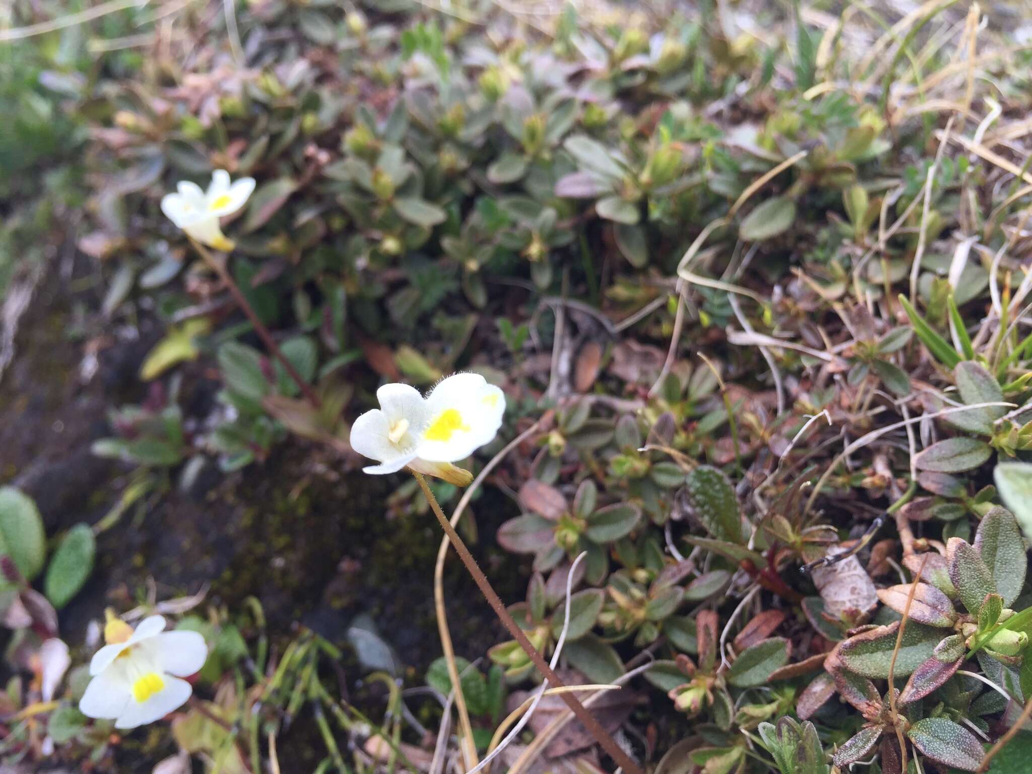 Image of Pinguicula alpina L.