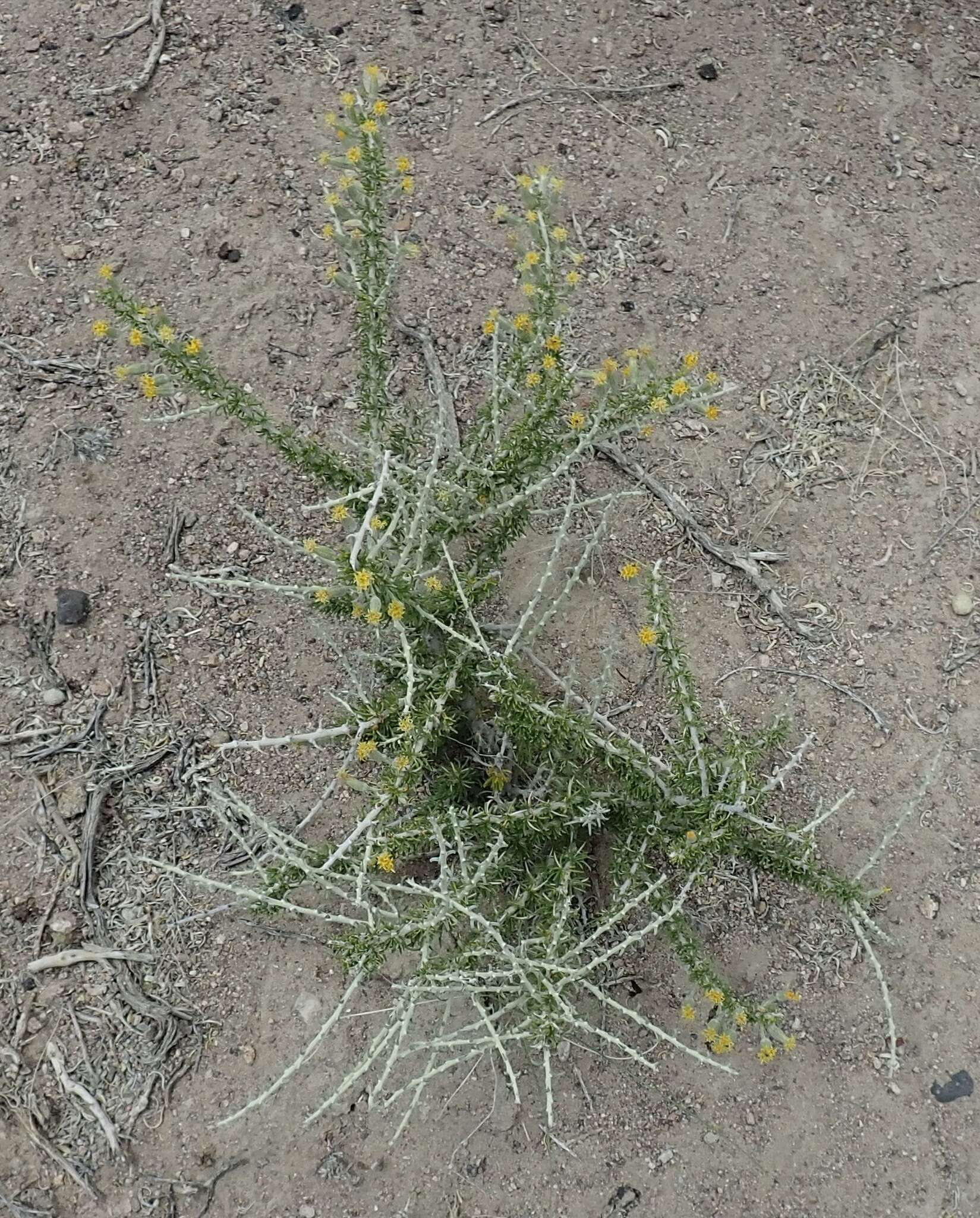 Image of spiny horsebrush