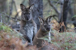 Image of Macropus rufogriseus rufogriseus (Desmarest 1817)