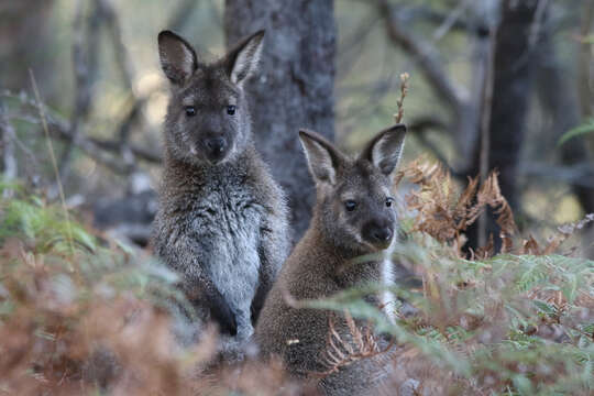 Image of Macropus rufogriseus rufogriseus (Desmarest 1817)