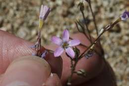 Image of puffcalyx gilia