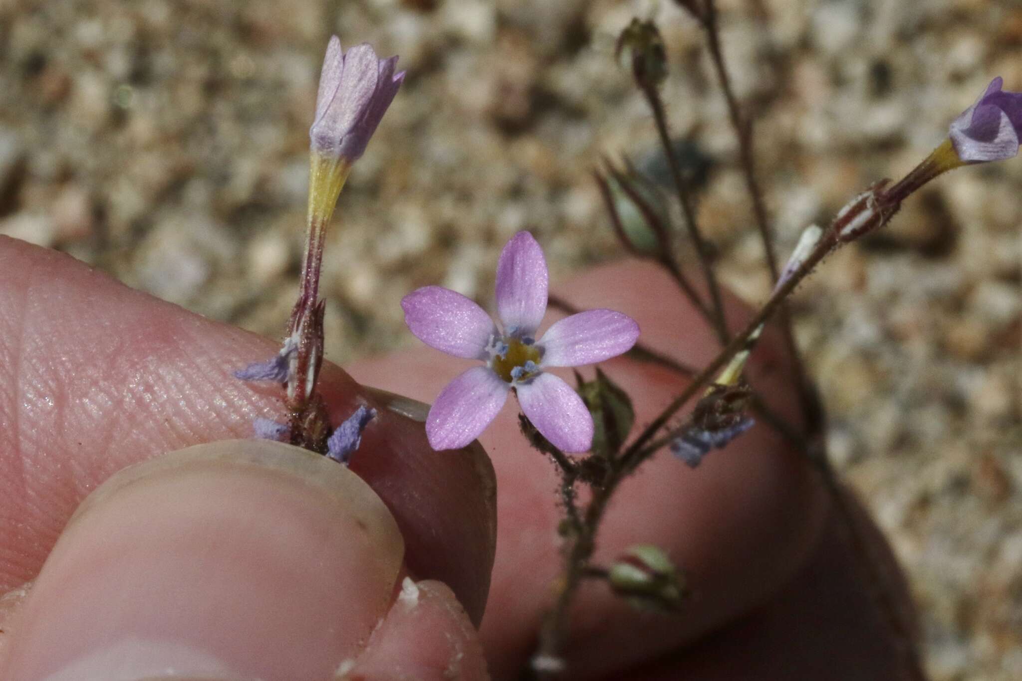 Image of puffcalyx gilia