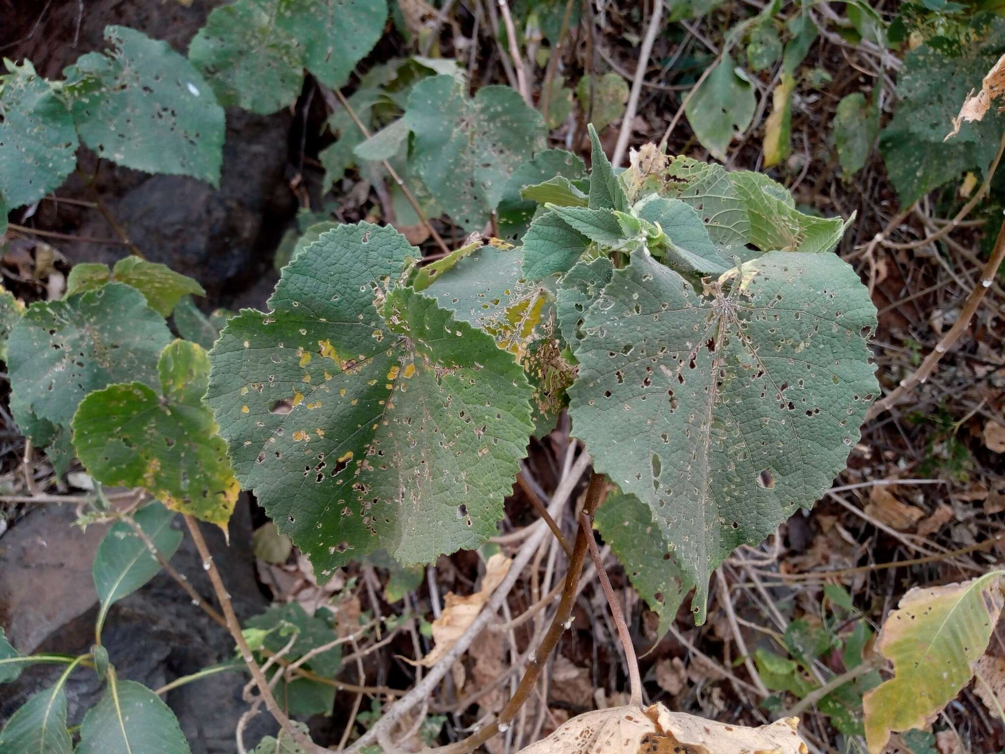 Image of Abutilon ranadei Woodrow & Stapf