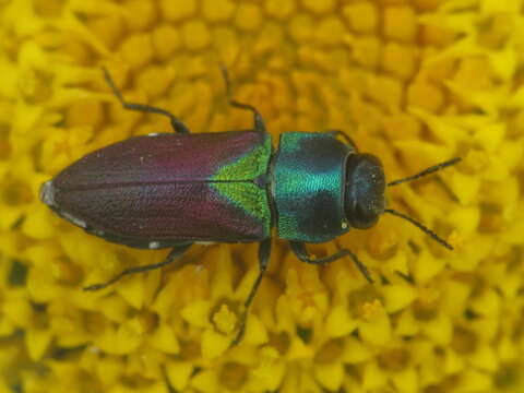 Image of Pasture Splendour Beetle