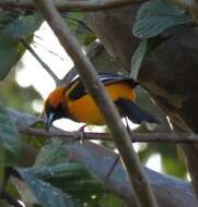 Image of Spot-breasted Oriole