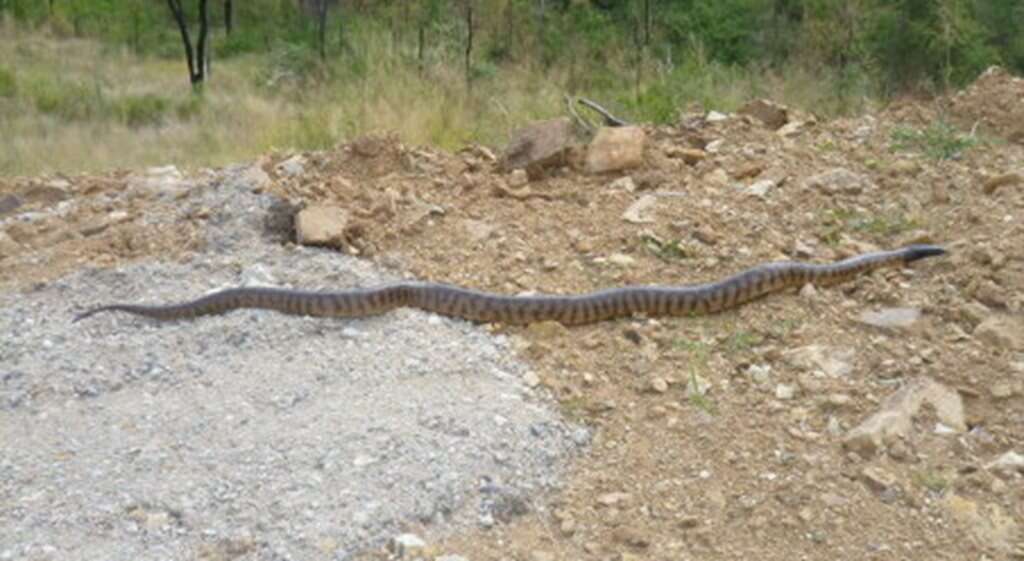 Image of Black-headed Python