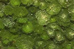 Caulerpa verticillata的圖片