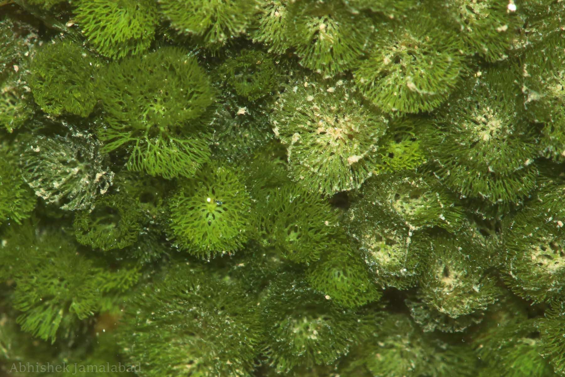 Image of Caulerpa verticillata
