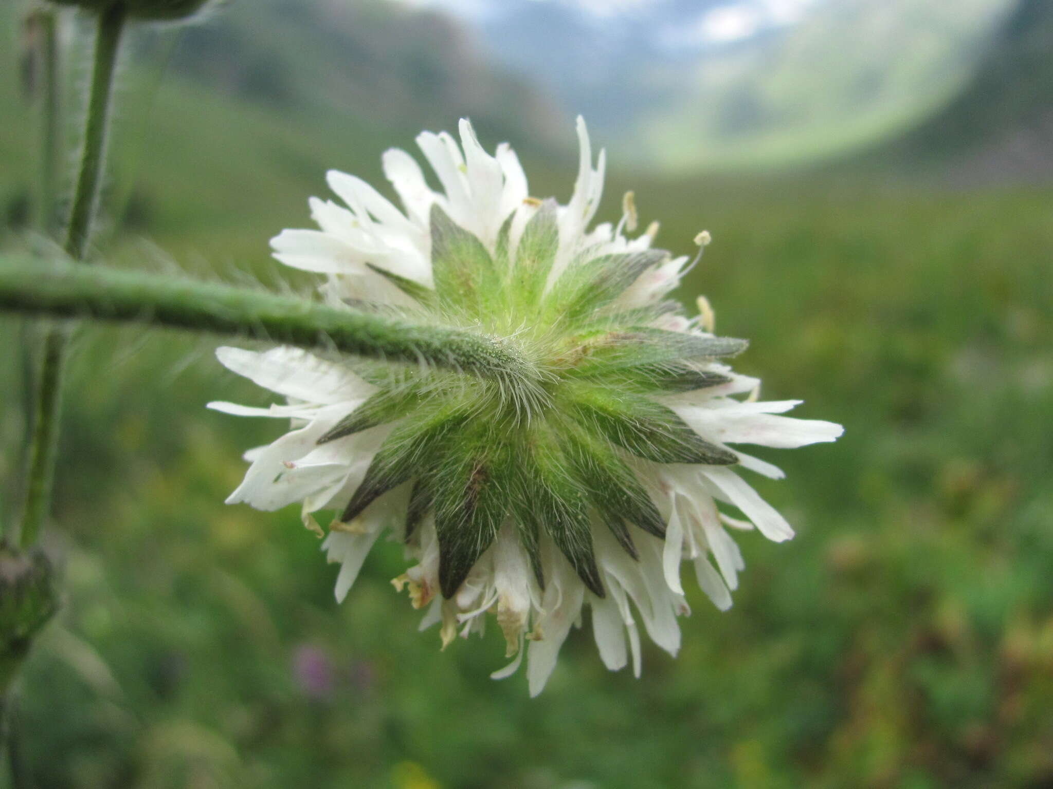 Image of Knautia involucrata Somm. & Lev.