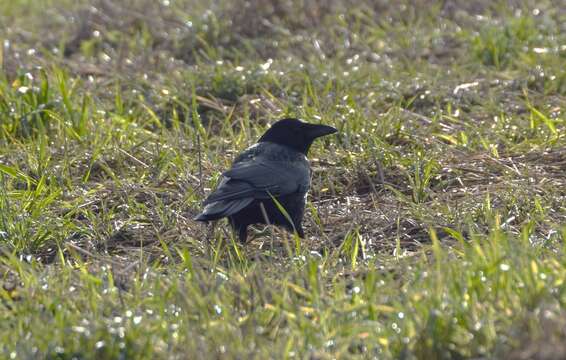 Image of Carrion Crow