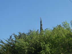 Image of Eurasian Hoopoe