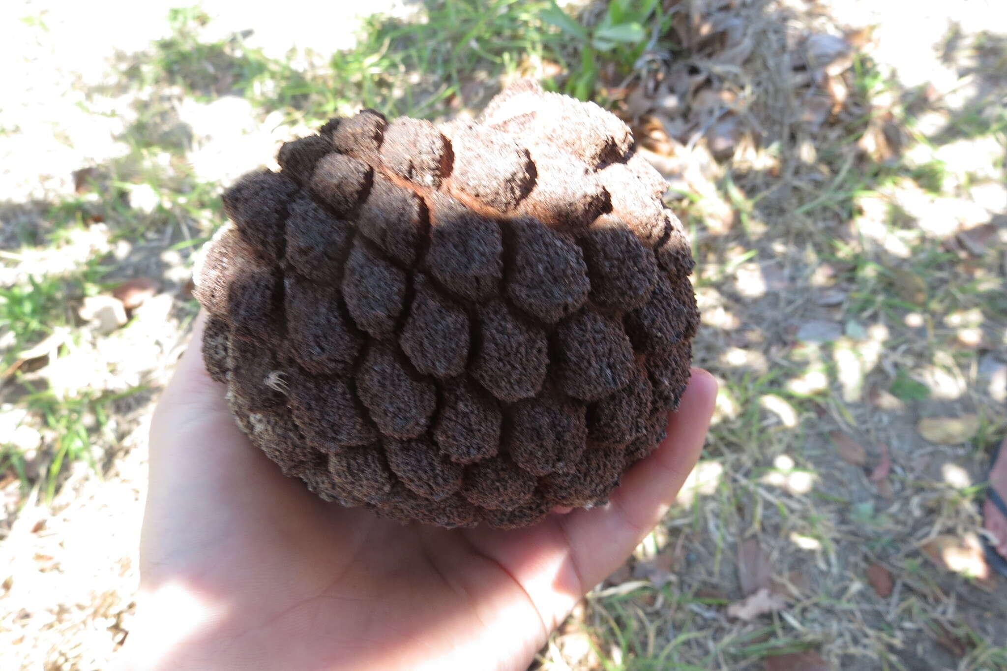 Image of Annona crassiflora Mart.