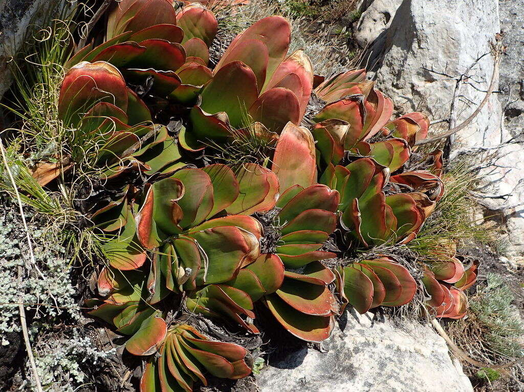 Image of Kumara haemanthifolia (Marloth & A. Berger) Boatwr. & J. C. Manning