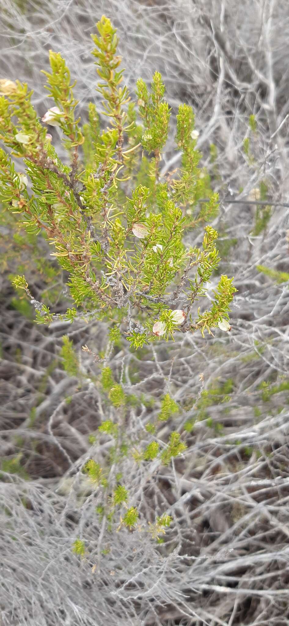 Image of Cliffortia burgersii E. G. H. Oliver & A. C. Fellingham