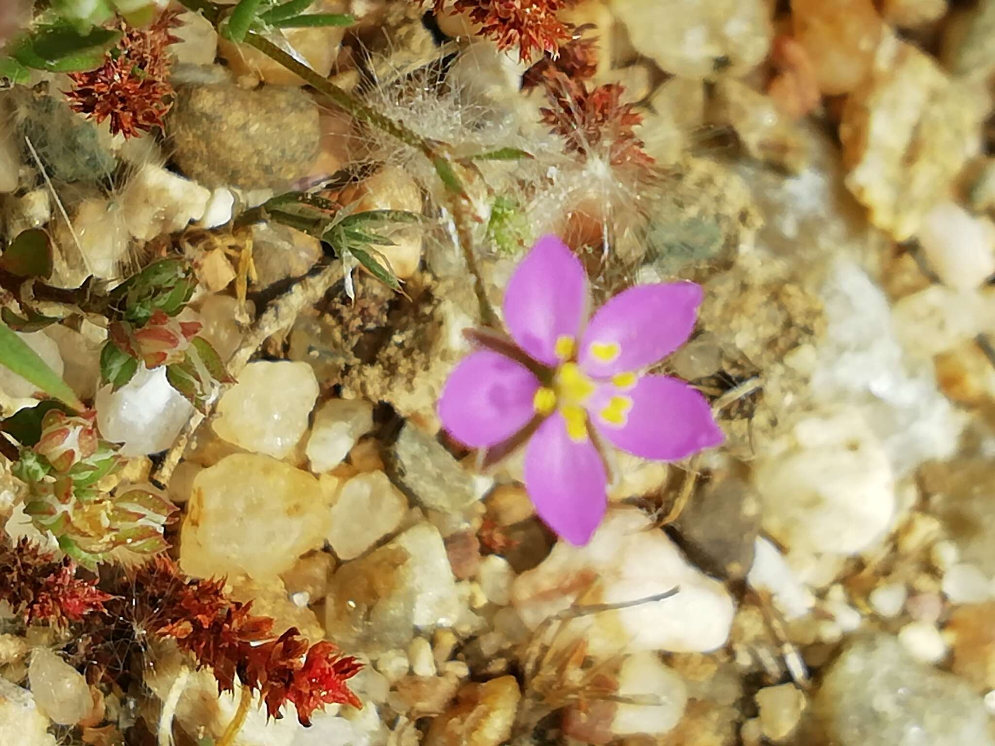 صورة Spergularia purpurea (Pers.) G. Don fil.