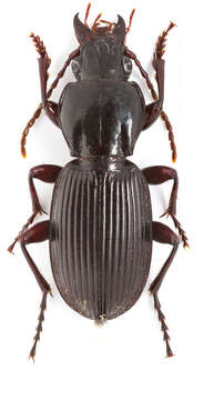 Image of Pterostichus (Hypherpes) tristis (Dejean 1828)