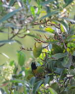 Image of Yellow-bellied Siskin