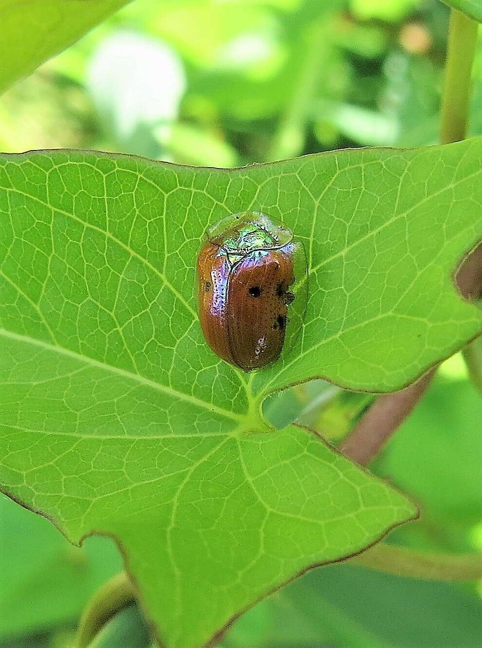 Imagem de Charidotella (Charidotella) sexpunctata (Fabricius 1781)