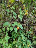 Image of Impatiens pacifica Zika