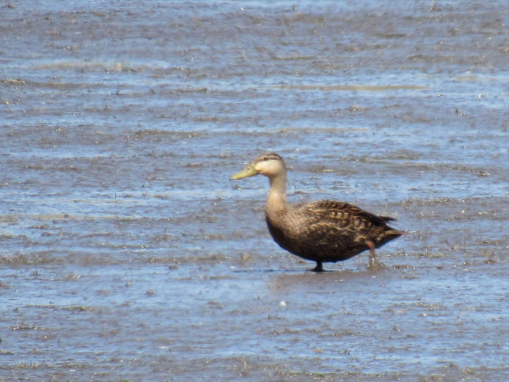 Image of Florida duck