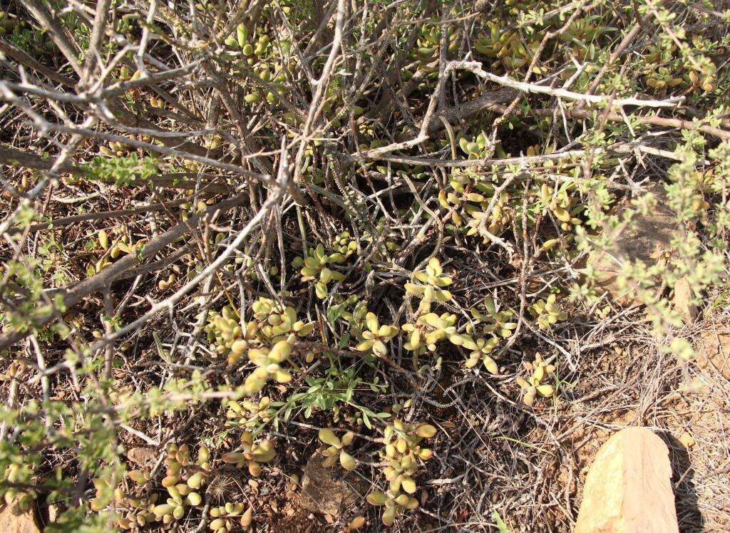 Crassula rogersii Schönl. resmi