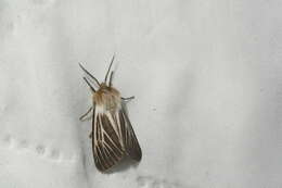 Image of Spilosoma dubia Walker 1855