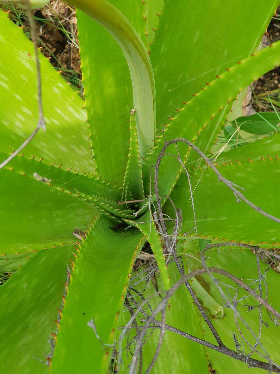 Image of Aloe dyeri Schönland