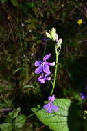 Image of Lobelia sublibera S. Watson