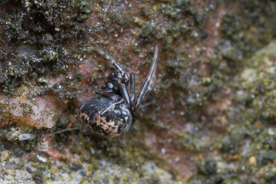 Image of Parasteatoda tabulata (Levi 1980)